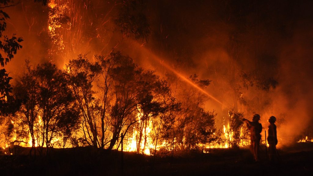 forest fire and blaze